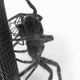 Image for article titled Male Spiders Spontaneously Die After Sex Because MISANDRY